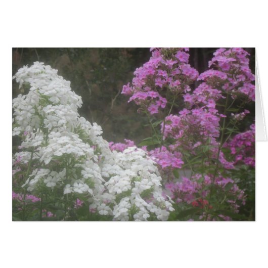 Soft Glowing Phlox Flowers Cards (Front Horizontal)