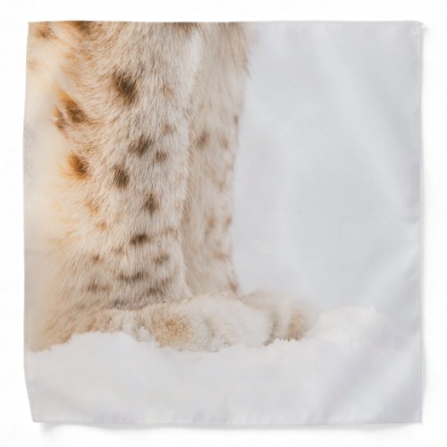 Soft golden lynx paws in snow bandana