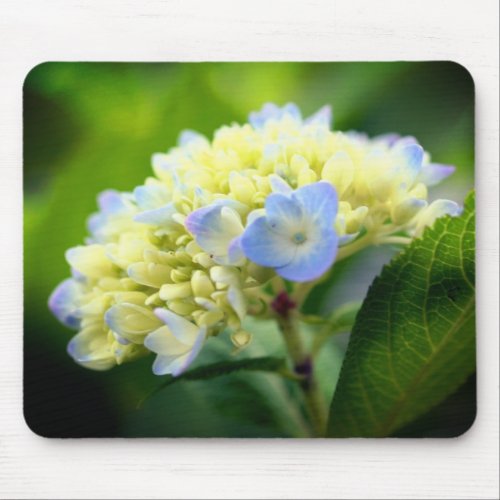 Soft Hydrangea Flower  Mouse Pad