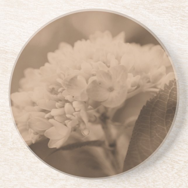 Soft Hydrangea Sepia Floral Coaster (Front)