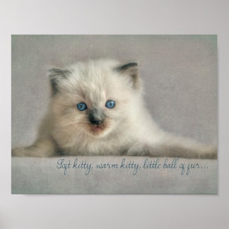 Soft kitty, Ragdoll kitten poster