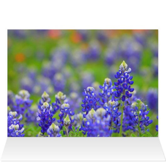 Soft Light Indian Paintbrush (Inside Horizontal (Top))