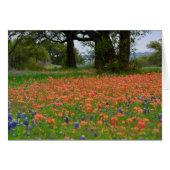 Soft Light Indian Paintbrush (Front Horizontal)