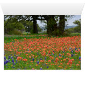 Soft Light Indian Paintbrush Cards (Inside Horizontal (Bottom))
