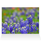 Soft Light Indian Paintbrush Cards (Inside Horizontal (Top))