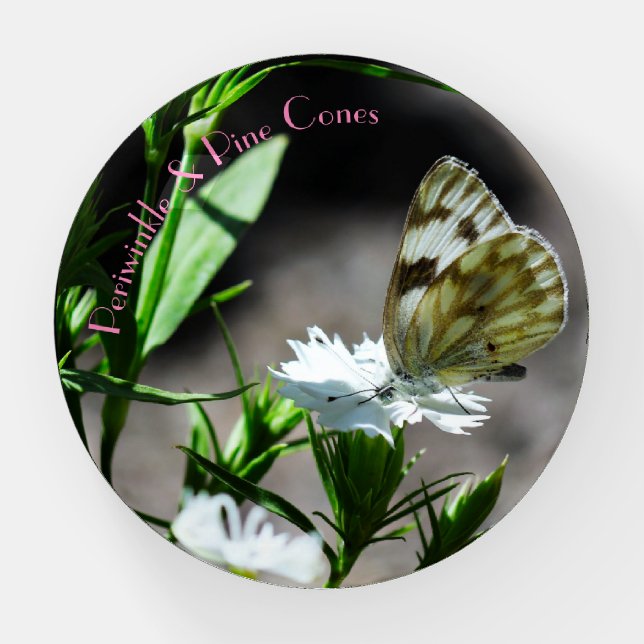 Soft milky-mint green and dark chocolate butterfly paperweight (Front)