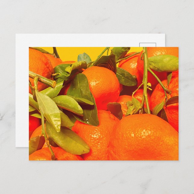 Soft Orange Fruit Aesthetic Postcard (Front/Back)