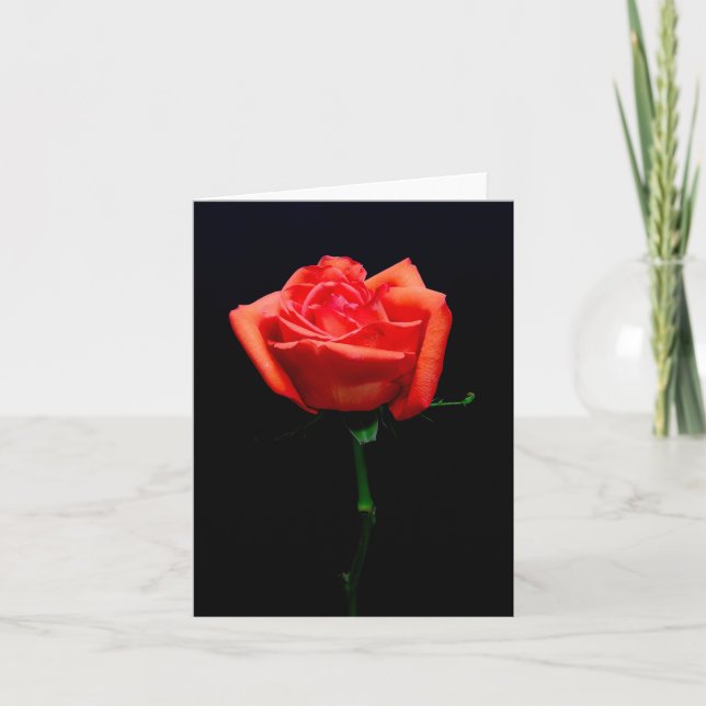 Soft Orange Rose Card (Front)