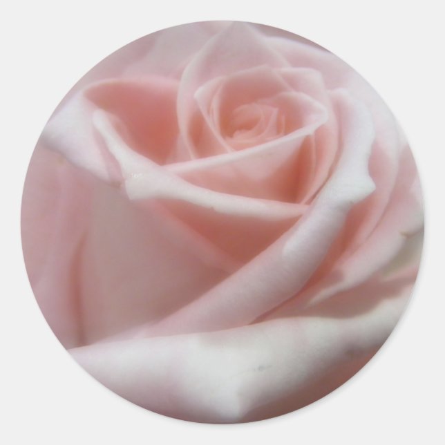 Soft Pale Pink Rose Classic Round Sticker (Front)