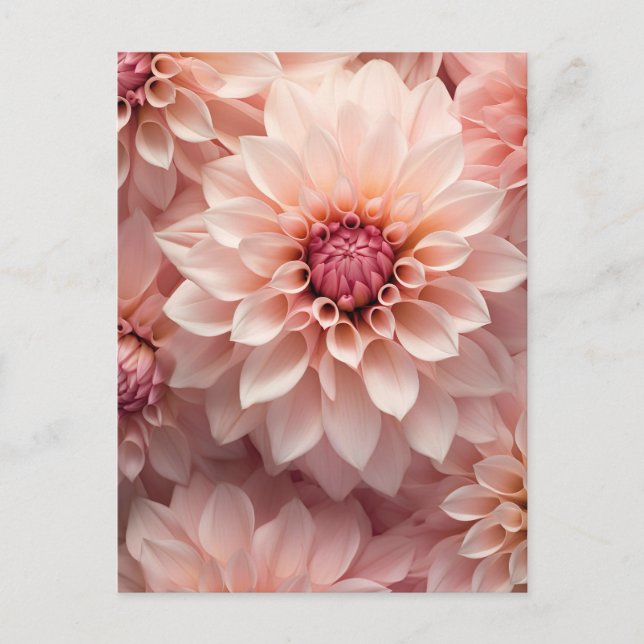 soft pastel colored dahlia flower  postcard (Front)
