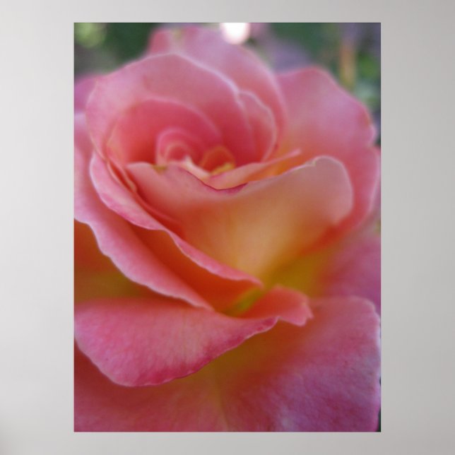 Soft Peach (1) Poster (Front)