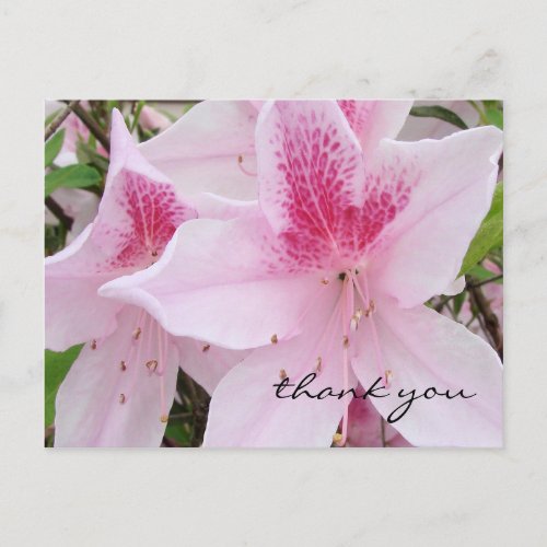 Soft Pink Azaleas _ Thank You Postcard