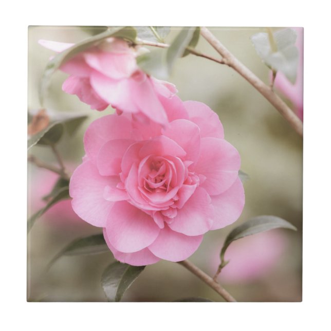 Soft Pink Camellia Flower  Ceramic Tile (Front)