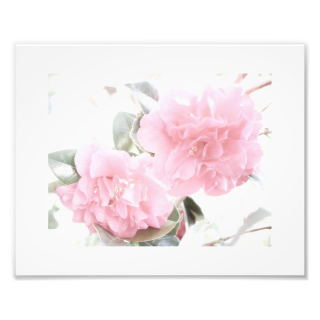 Soft Pink Camellias Photo Print (Front)