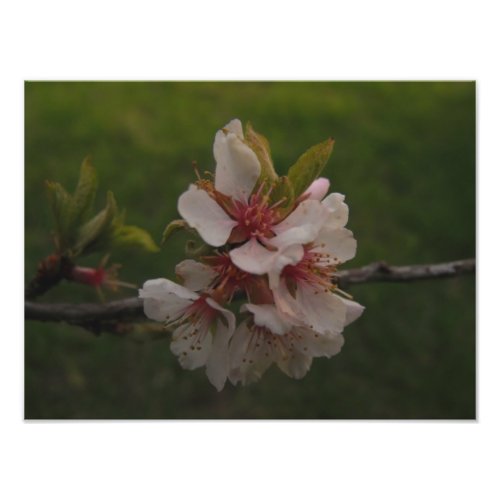 Soft Pink Cherry Blossoms Close Up Photo Print