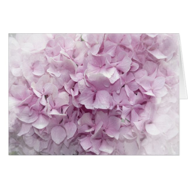 Soft Pink Hydrangea Blossom Cards (Front Horizontal)