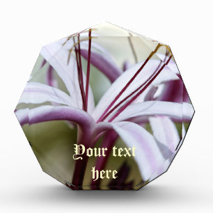 Soft Pink Lily Flower Botanical Photo Art Acrylic Award