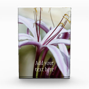 Soft Pink Lily Flower Botanical Photo Art Award