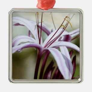 Soft Pink Lily Flower Botanical Photo Art Metal Ornament