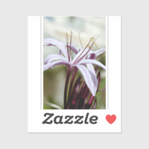 Soft Pink Lily Flower Botanical Photo Art Sticker