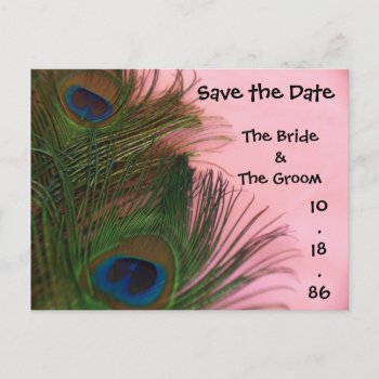 Soft Pink Peacock Feathers Save The Date Announcement Postcard by Peacocks at Zazzle