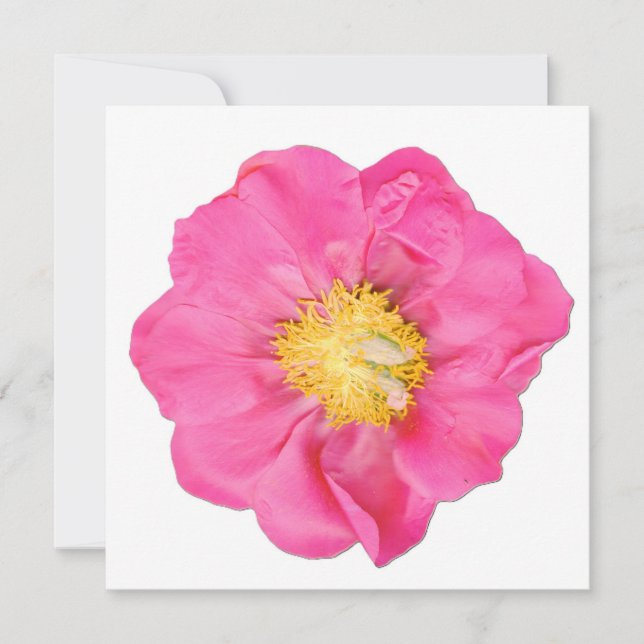 Soft Pink Peony Flower Botanical Art Cards (Front)