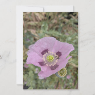 Soft Pink Poppy Bloom with Bee Invitation