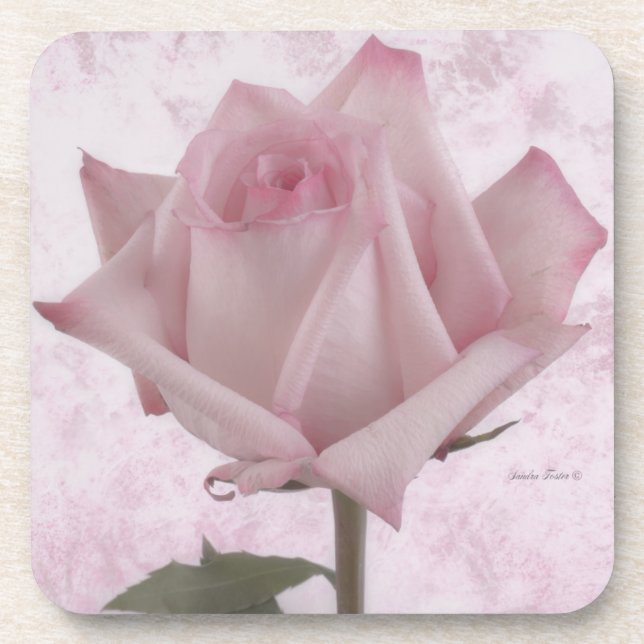 Soft Pink Rose Flower Beverage Coaster (Front)