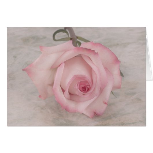 Soft Pink Rose Flower Cards (Front Horizontal)