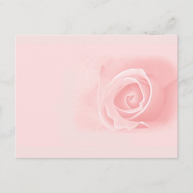 Soft pink rose postcard (Front)