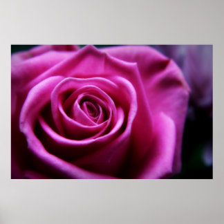 Soft Pink Rose print