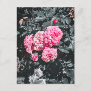 Soft Pink Roses in Bloom Postcard