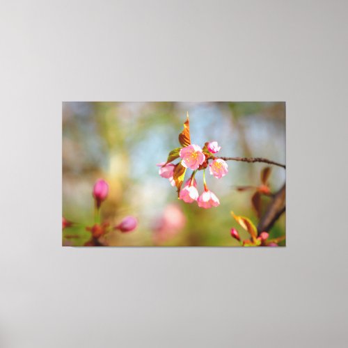 Soft Pink Tender Sakura Flowers In Springtime Canvas Print