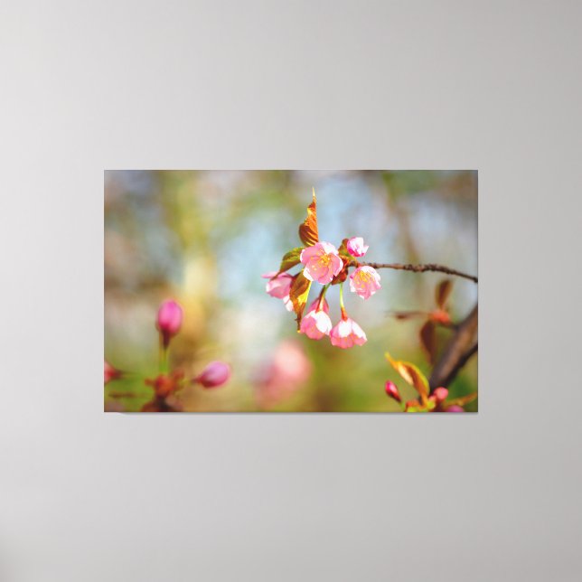 Soft Pink Tender Sakura Flowers In Springtime Canvas Print (Front)
