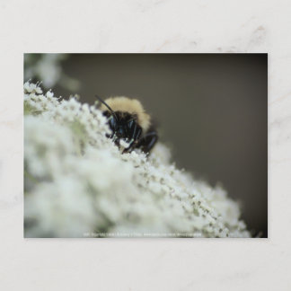 Soft Postcard
