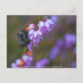 Soft Postcard
