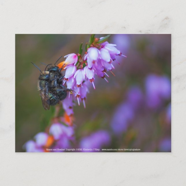 Soft Postcard (Front)