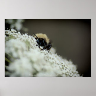 Soft Poster