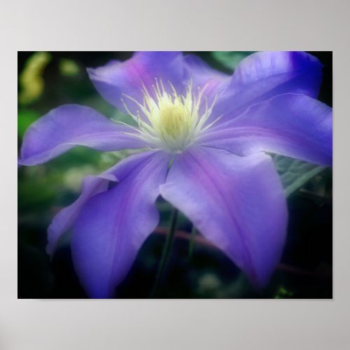 Soft Purple Clematis Flower Poster