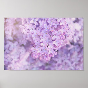 Soft Purple French Lilacs Poster