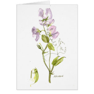 Soft purple sweet pea watercolor cards