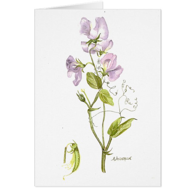 Soft purple sweet pea watercolor cards (Front)