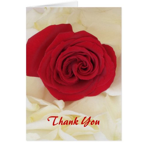 Soft Red Rose Thank You Cards | Zazzle