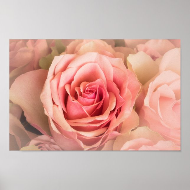 Soft Rose Blush Poster (Front)