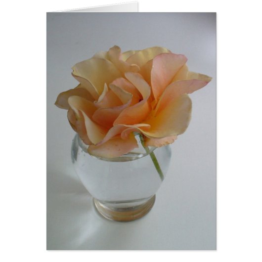 Soft Rose Cards (Front)