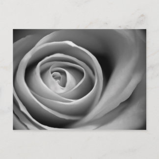 Soft Rose Center - Black and White Photograph Postcard
