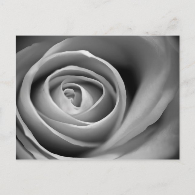 Soft Rose Center - Black and White Photograph Postcard (Front)