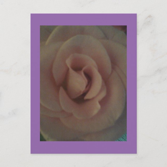 Soft Rose Postcard (Front)