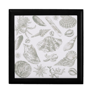 Soft Sage Gray Seashell Sketch Antique Nature Gift Box