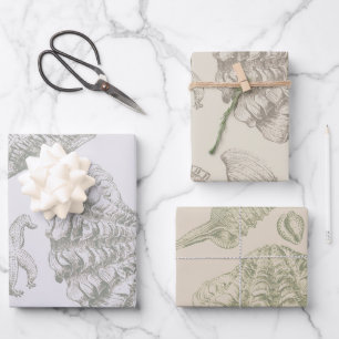 Soft Sage Gray Seashell Sketch Antique Nature Wrapping Paper Sheets